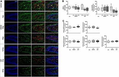 GABAB Receptor-Mediated Impairment of Intermediate Progenitor Maturation During Postnatal Hippocampal Neurogenesis of Newborn Rats